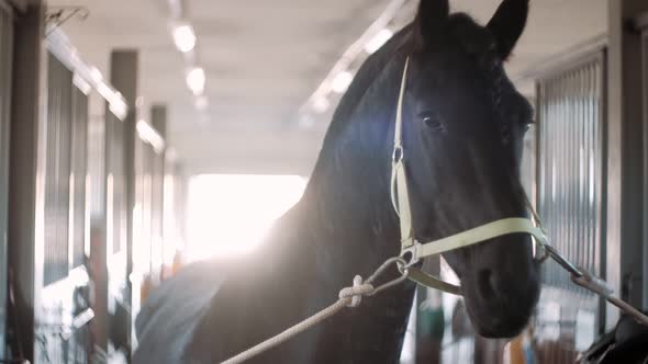 A Delightful Friesian Stallion in a Stall