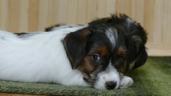 Terrier Puppy Ball Playing