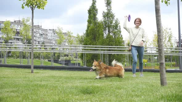 Corgi Fluffy Dog Playing With Ring Toy 15