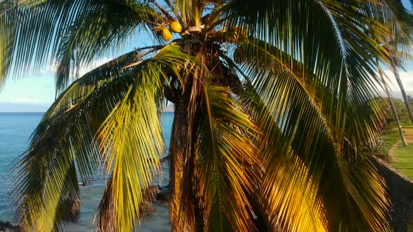 South Maui Coconut Tree with West Maui Mountains and Kalama Park in the background.