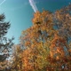 Sun Setting on a Fall or Autumn Colorful Trees in a Forest - VideoHive Item for Sale