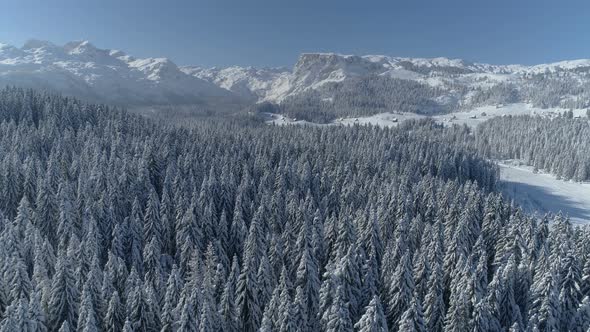 Flight Over the Snowcovered Spruce Forest with Mountains in the Background