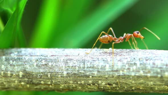 red ant colony on branch