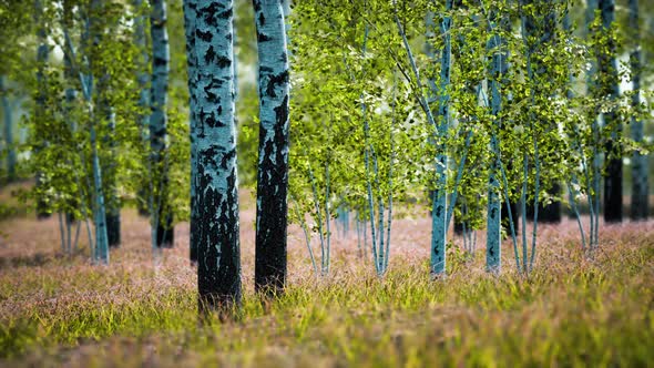 White Birch Trees in the Forest in Summer