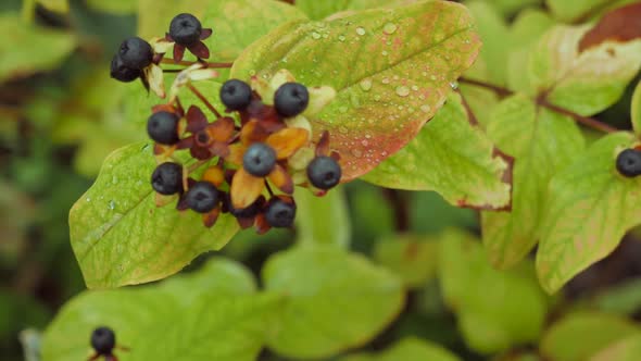 Black Berries On A Bush 