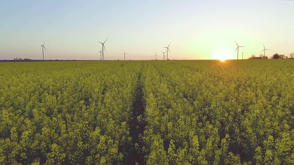 Canola Rapeseed Field. Aerial Drone Shot.