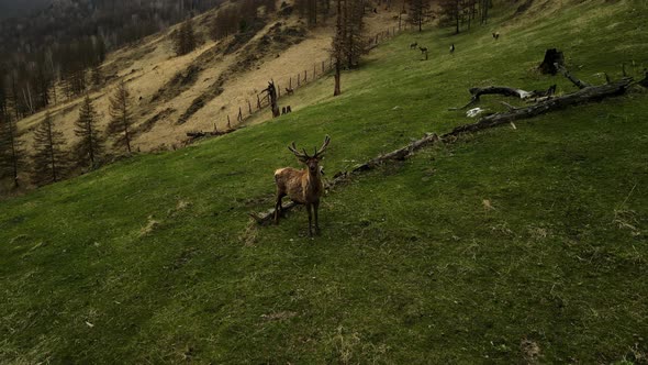 A Deer with Long Antlers Looks Into the Camera Against the Backdrop of a Mountain Landscape