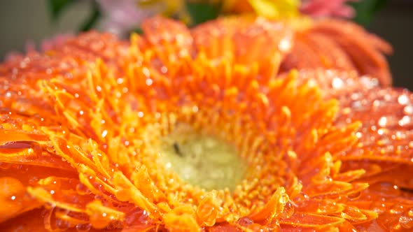 Travelling Across Macro World of Flora. Petals of Orange Gerbera Daisy Covered with Waterdrops