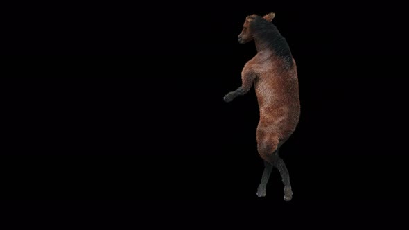 43 Horse Dancing 4K