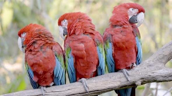 Group of cute Ara Chloropterus Macaws perched in branch in jungle of South America
