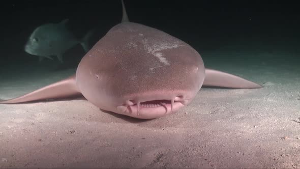 nurse shark lying on sandy bottom at night close to the camera an open it's wide.