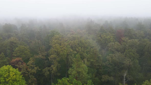 Fog in the Forest Aerial View