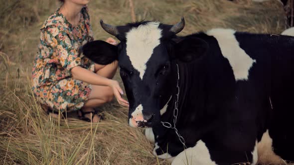 Milk Cow Grazing On Meadow. Cattle Farm Ranch. Cow Grazing On Green Meadow In Sunny Day.