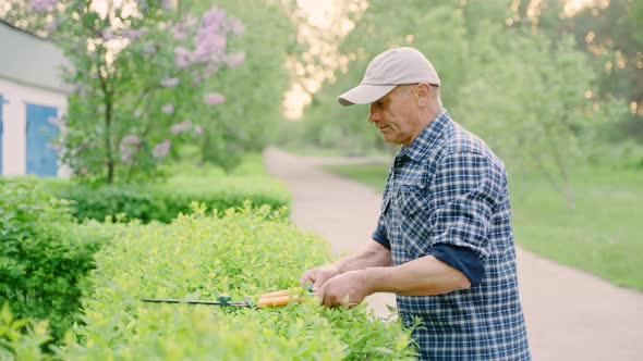 Gardener Male Pruning Decorative Bushes with Trimming Shears in Private Yard