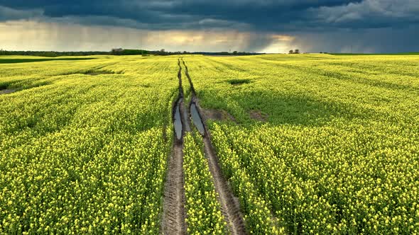 Blooming yellow rapeseed fields in Poland countryside.