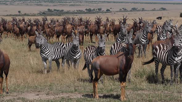 Topi, damaliscus korrigum, Grant's Zebra, Group in Savannah, Masai Mara Park in Kenya, slow motion