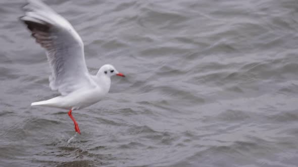 Swimming Seagull on a Winter Water