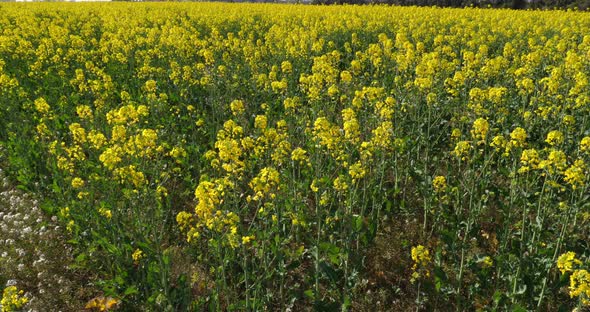 Field of rapeseed (Brassica napus), in the southern France