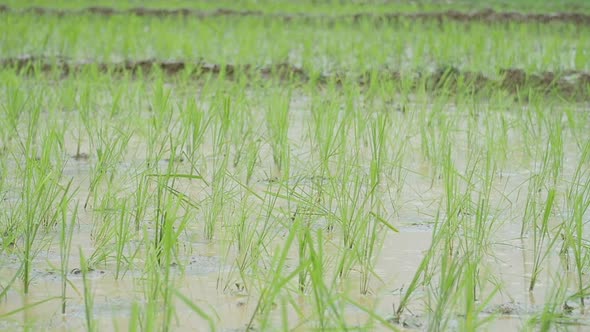 Green Rice In Field With Raining