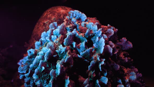 Sea Anemone, Fluorescence, Journey deep into the sea