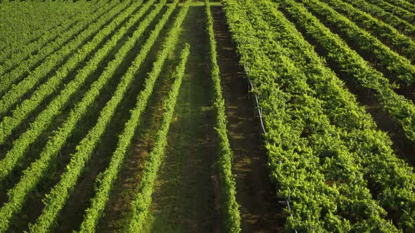 Flight Over The Italian Vineyard Drone Aerial