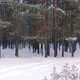 Flight Over a Taiga Forest in Winter - VideoHive Item for Sale
