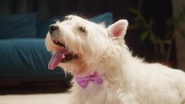 Beautiful Dog Wearing Purple Bow Closeup West Highland White Terrier Portrait