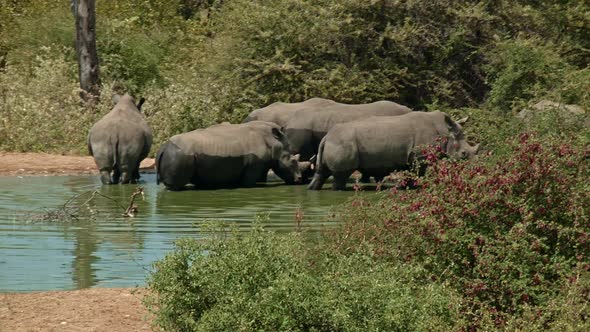 Rhinos Taking A Bath