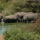 Rhinos Taking A Bath - VideoHive Item for Sale