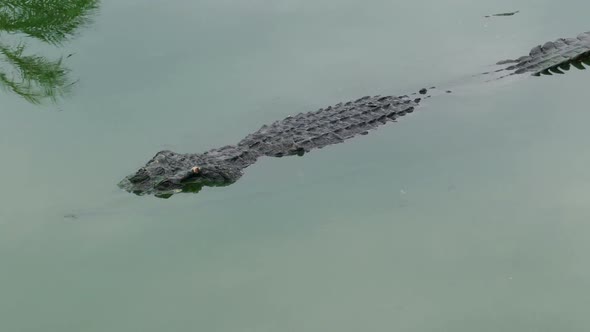 Crocodile Floating in the Lake