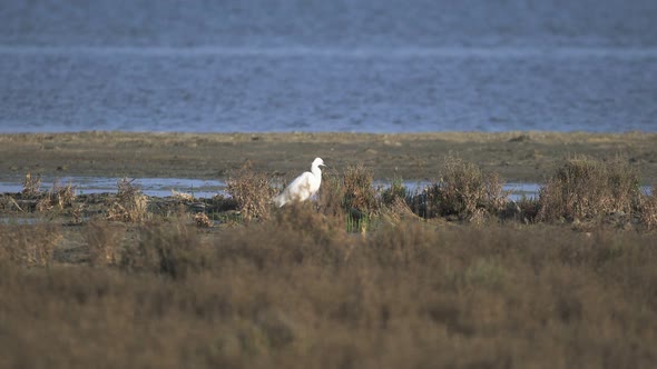 Little Egret