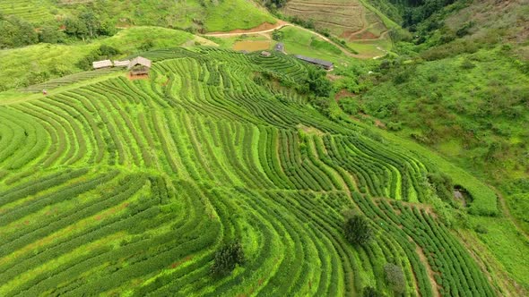 Aerial view of tea plantation terrace on mountain.