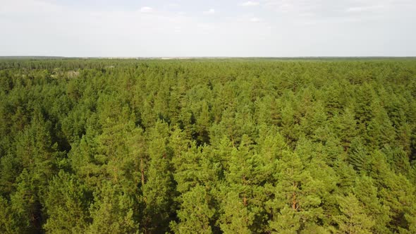 Aerial View of the Coniferous Forest