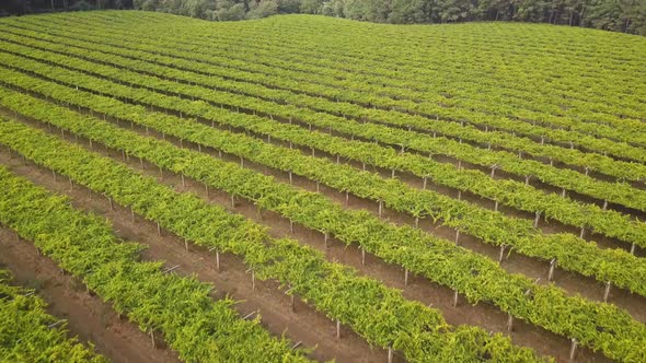 Aerial view of large vineyard surrounded by forest in a Albariño wine farm, Galicia