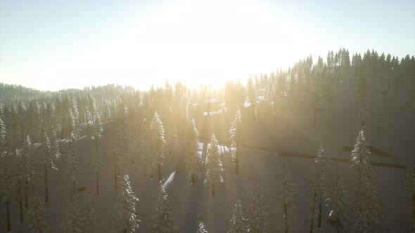 Aerial View of Forest During Cold Winter Morning