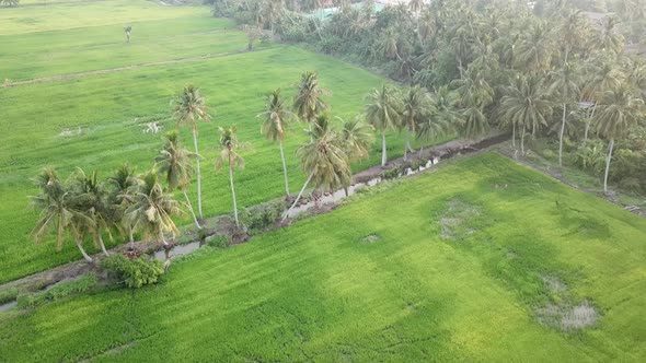 Aerial over the green paddy field during evening