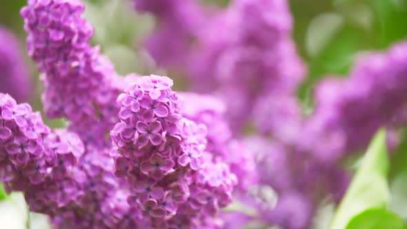 Blooming Lilac Sways in the Wind