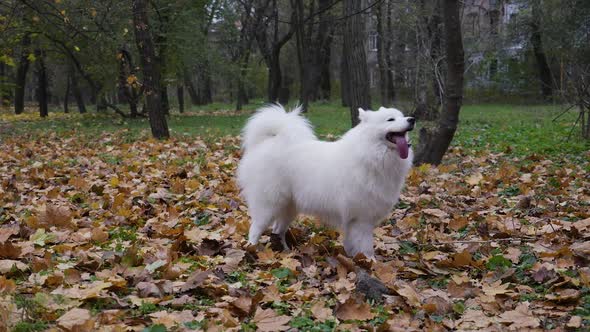 The Purebred Samoyed Spitz Barks and Runs in a Circle on Fallen Yellow Leaves