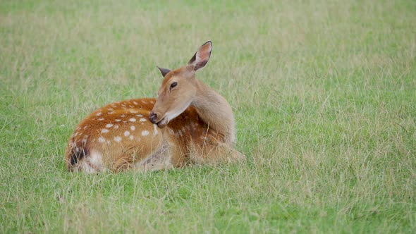 Sika Deer, Cervus Nippon Is Lying in Grass and Chewing Something. Spotted Deer or the Japanese Deer