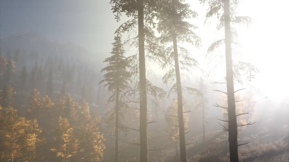 Calm Moody Forest in Misty Fog in the Morning