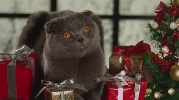 Portrait of gray fluffy cat in trendy Christmas New Year style