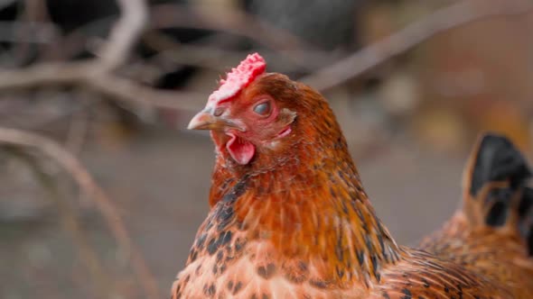 Brown Chicken with a Small Scallop Looks Attentively at the Camera Closeup