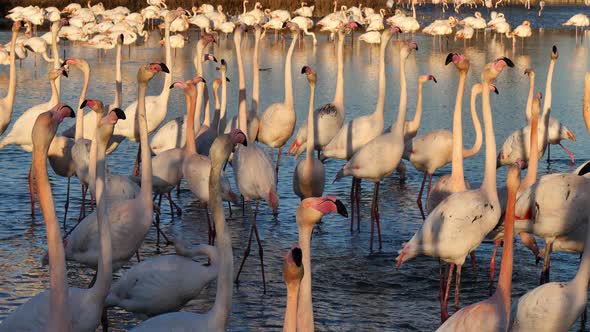 Greater Flamingos, Phoenicopterus roseus,Pont De Gau,Camargue, France