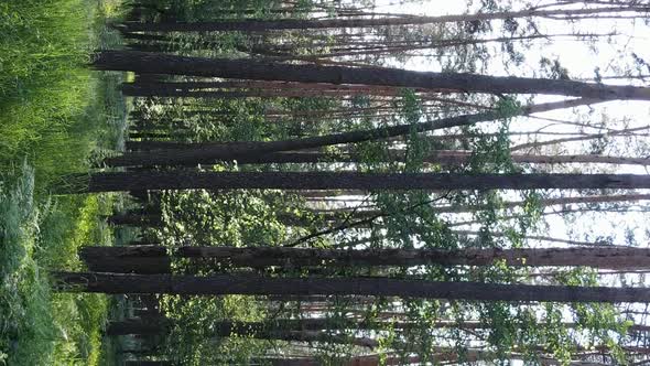 Vertical Video Aerial View Inside a Green Forest with Trees in Summer