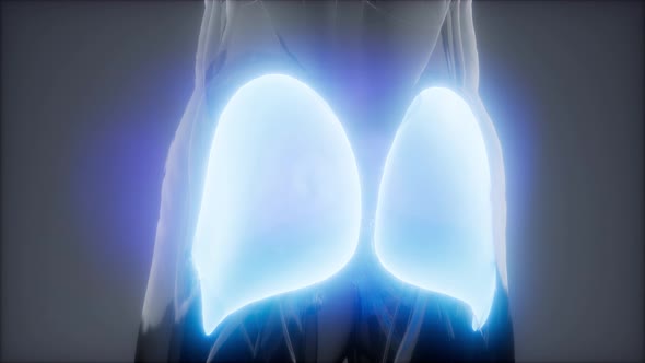 Gluteus Maximus Leg Muscles Anatomy Animation alt