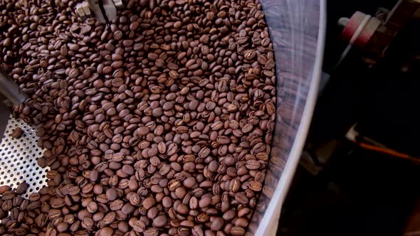 Freshly roasted coffee beans golden brown turning and cooling in stainless steel industrial roasting