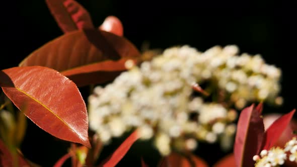 A Pieris' flower