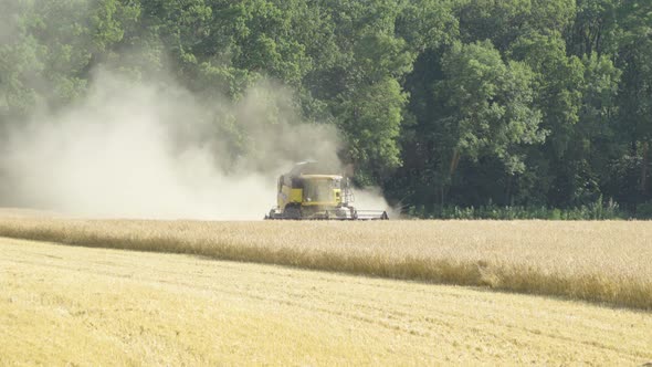 A Combine Harvester Drives Through the Filed in the Background and Harvests the Grain