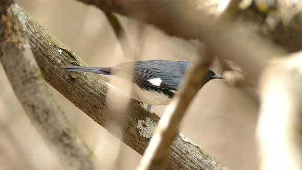 Black Throated Blue Warbler Hiding Among Branches and Takes Off, Close Up