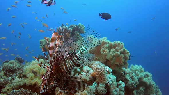 Commen Lionfish and Corals